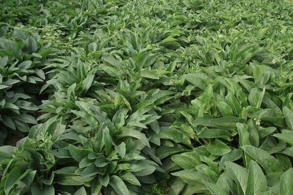 俄羅斯飼料菜的畝產量多少，如何高產