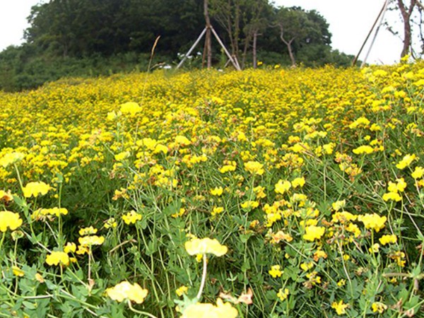 百脈根產(chǎn)量如何，怎樣提高畝產(chǎn)量