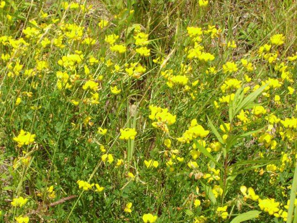 百脈根產(chǎn)量如何，怎樣提高畝產(chǎn)量
