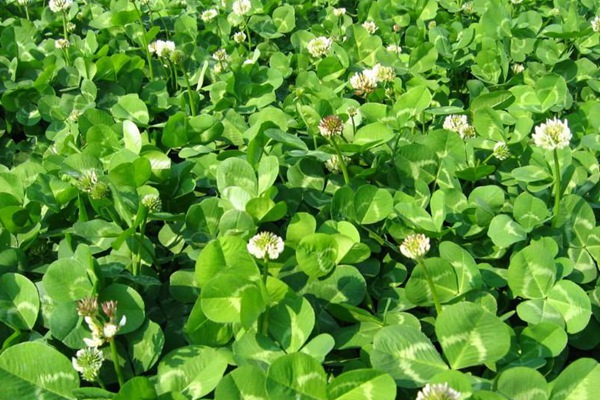 白三葉播種有什么方法和技巧