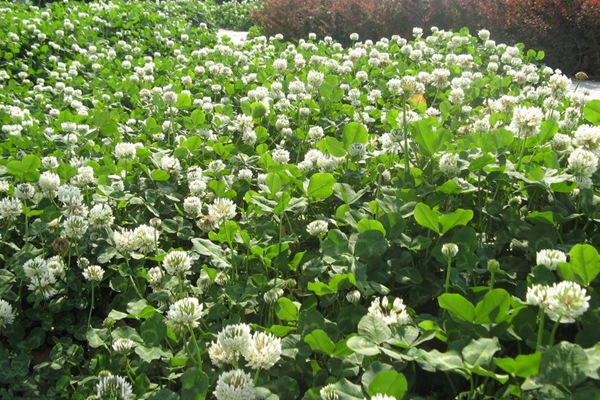 白三葉播種有什么方法和技巧