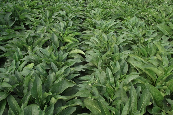 養(yǎng)豬最好的牧草品種,怎樣提高豬肉產(chǎn)量 養(yǎng)豬最好的牧草品種,怎樣提高豬肉產(chǎn)量