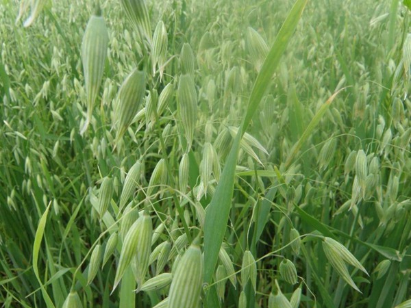 燕麥飼草畝產(chǎn)量多少，如何種植燕麥