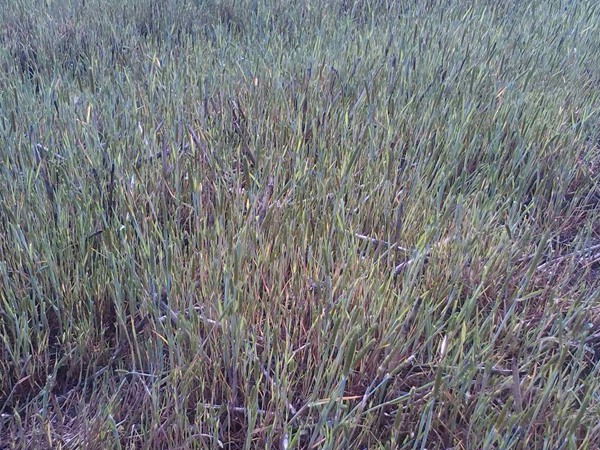 燕麥種子畝播種量多少，種植技巧有哪些