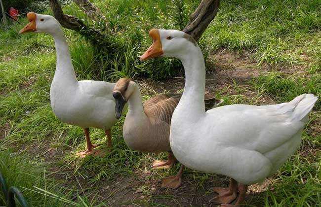 10大養(yǎng)鵝推薦牧草優(yōu)質(zhì)高產(chǎn)