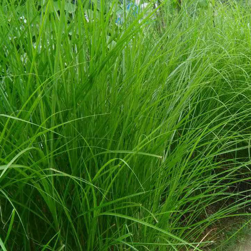 細葉芒