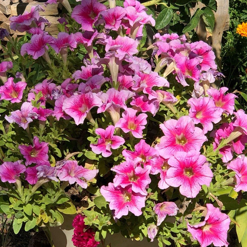 矮牽牛進(jìn)口