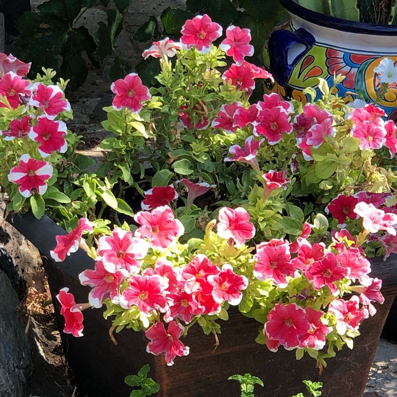 矮牽牛進(jìn)口