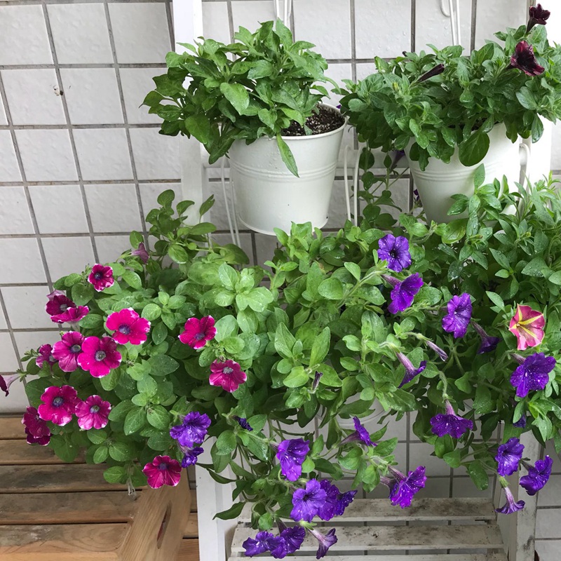 矮牽牛進(jìn)口