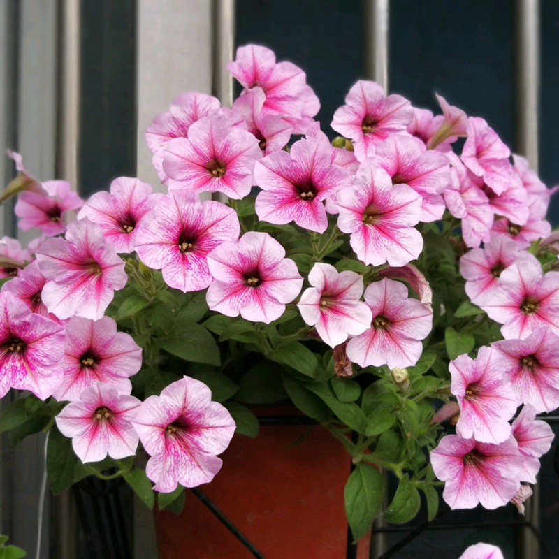 矮牽牛進(jìn)口