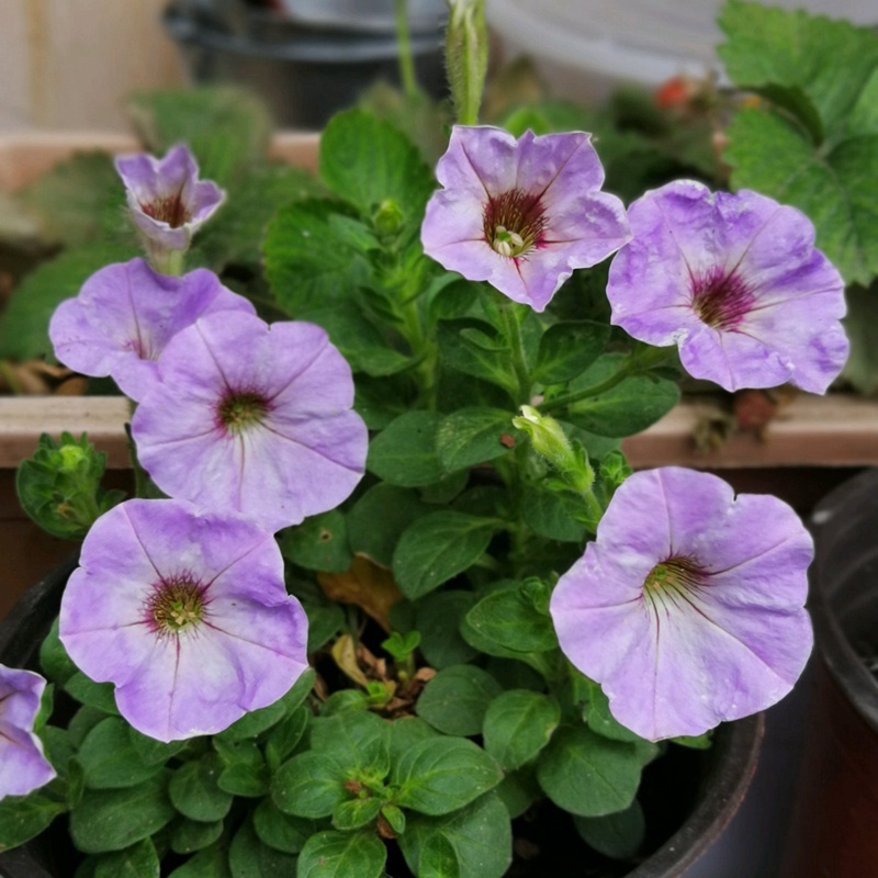 矮牽牛進(jìn)口