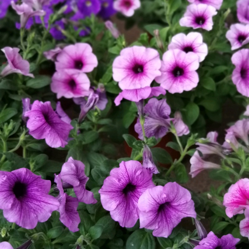 矮牽牛進(jìn)口