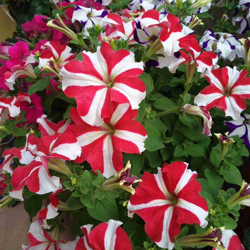 矮牽牛進(jìn)口