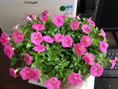 進(jìn)口矮牽牛種子