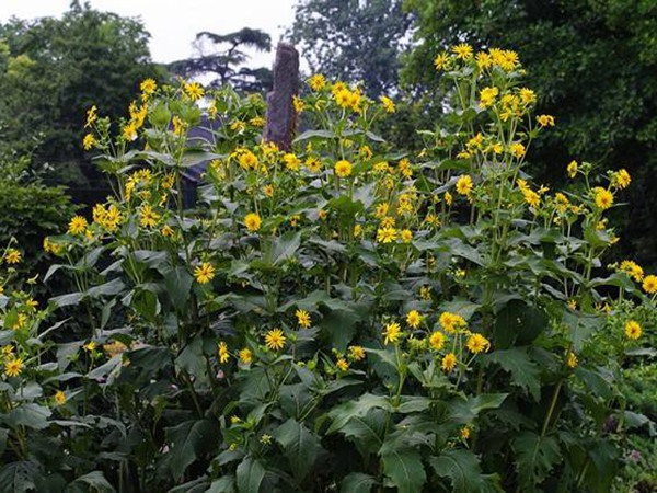 串葉松香草栽培技術(shù)與飼用價值及方法