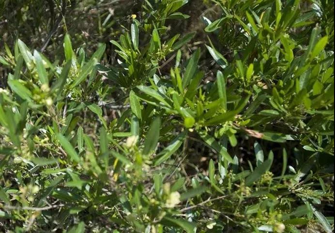 車桑子繁殖方式以及主要經(jīng)濟價值