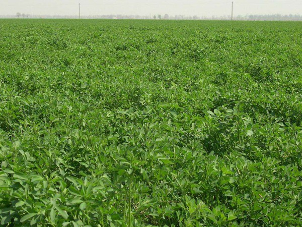 種植一畝紫花苜蓿能夠養(yǎng)殖多少只羊？