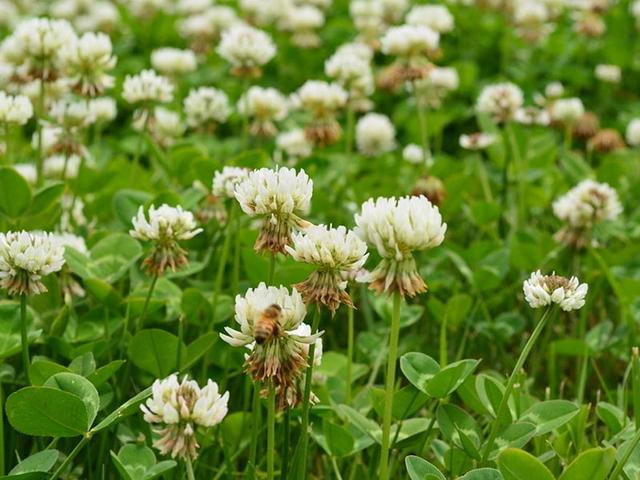 綠化草坪種子種植，白三葉的有點有哪些