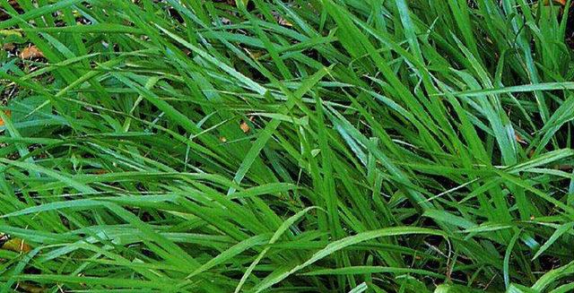 百喜草如何種植,種植方法是什么? 百喜草如何種植,種植方法是什么?