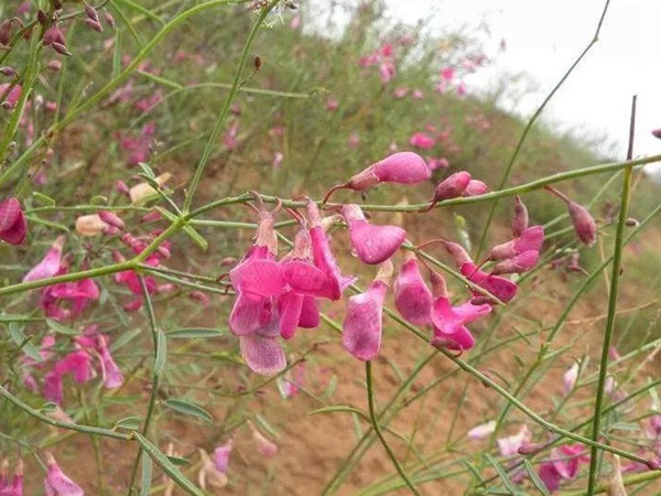 常見植物花棒——耐旱、喜光樹種