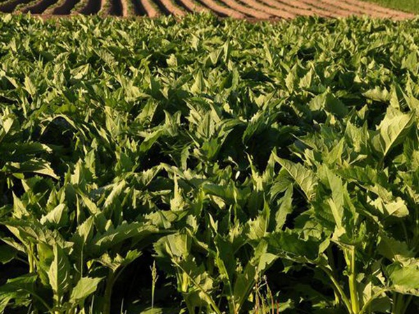 串葉松香飼用價值及方法以及播種技術