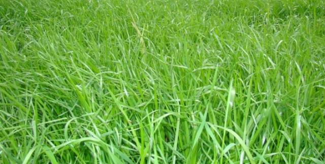 冬天適合播種的牧草——一年生黑麥草
