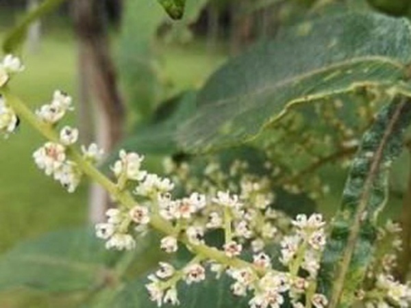 鹽膚木栽培管理技術(shù)以及繁殖方法