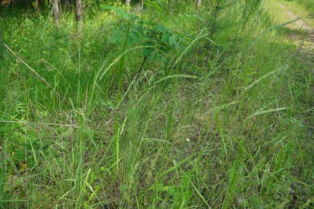 想種植披堿草，又不知道種植方法，這有幾個(gè)方法