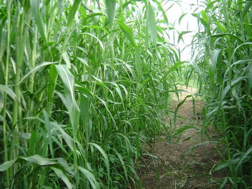 高丹草如何養(yǎng)殖，種植方法是什么？