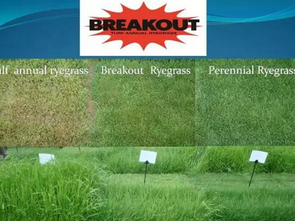 草坪型一年生黑麥草——突破（BREAKOUT WITH STT）