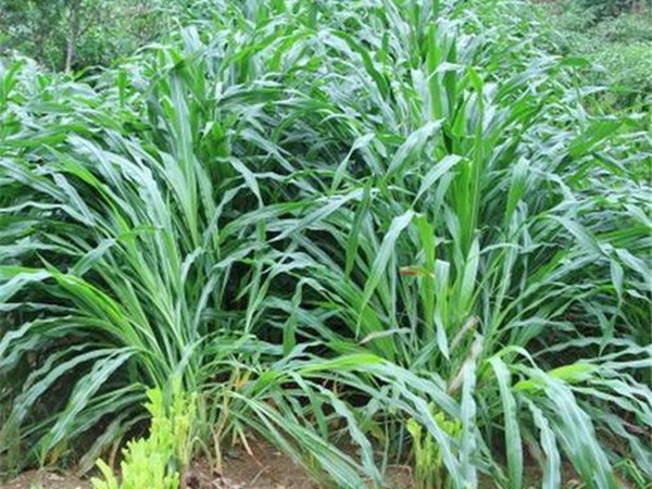 種植墨西哥玉米有這幾個要點，掌握好這幾個要點獲得高產(chǎn)量