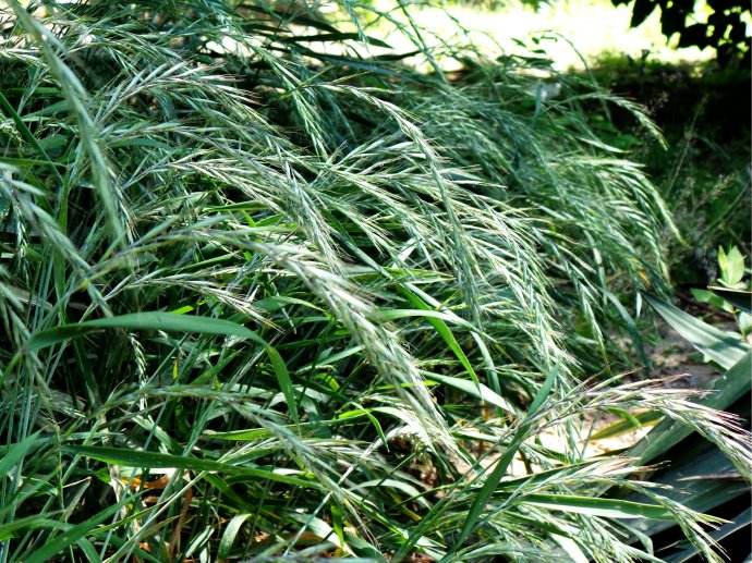 披堿草的栽培技術和如何利用