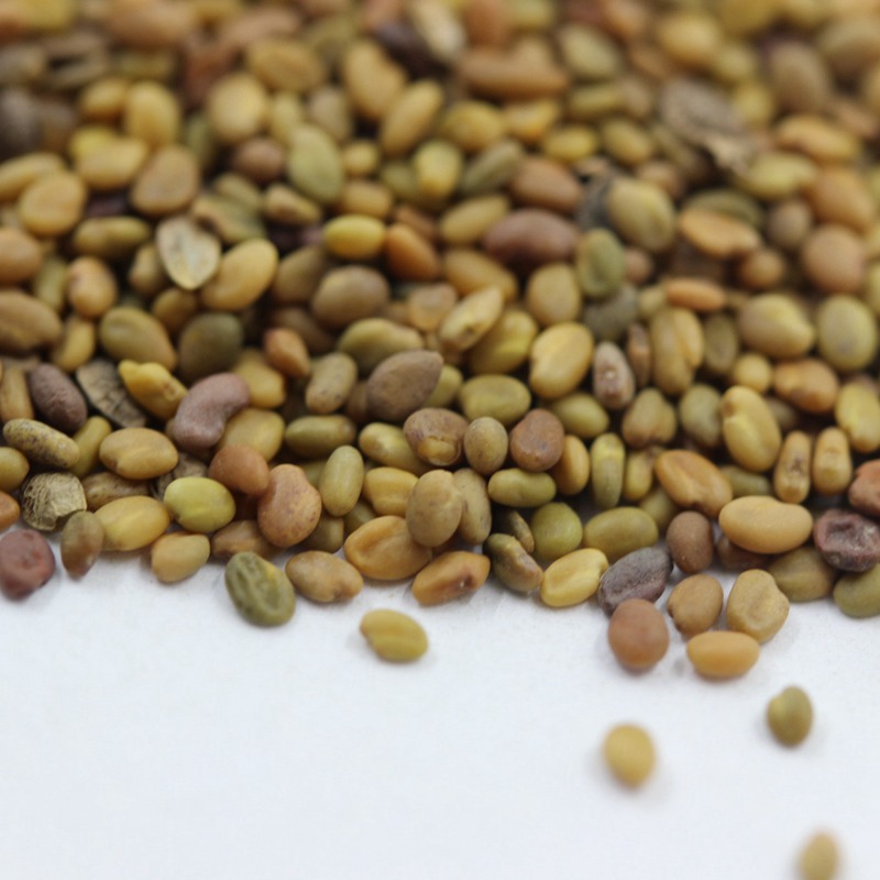 牧草種子——草木樨栽培技術(shù) 牧草種子——草木樨栽培技術(shù)