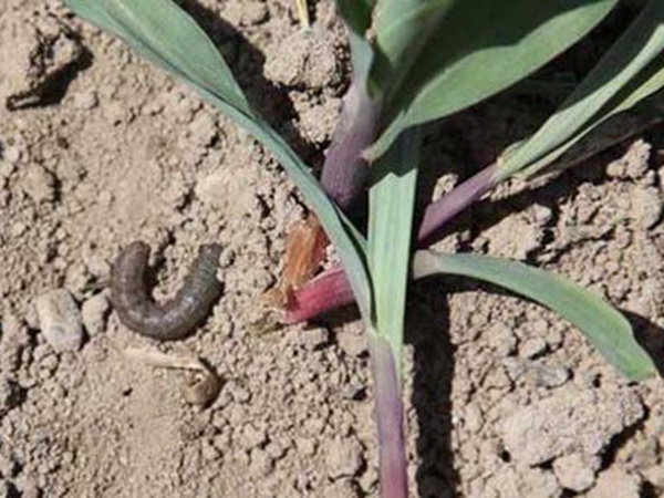 墨西哥玉米草出苗成活率是什么原因，怎么樣提高成活率？