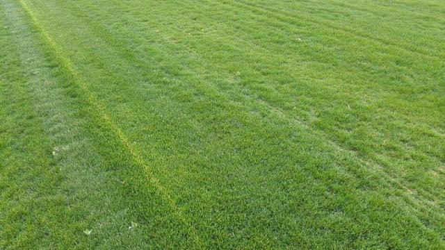 綠化草坪種類圖片，不同的草坪用途和功能都有所差別