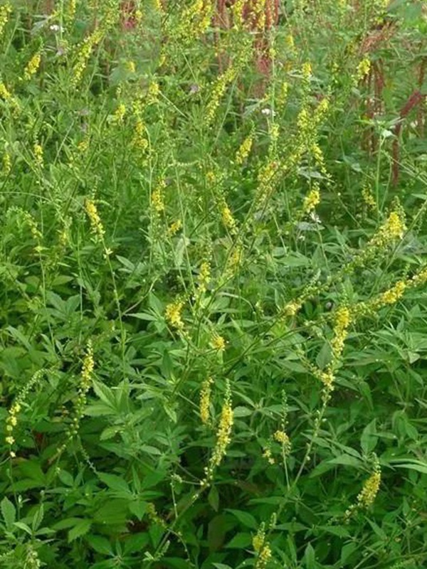 優質牧草種子——草木樨