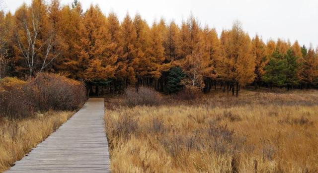 綠化草坪堿茅草的種植方法以及經(jīng)濟價值