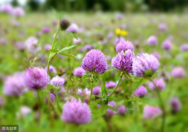 想要紅三葉牧草產(chǎn)量高，應(yīng)該怎么做？