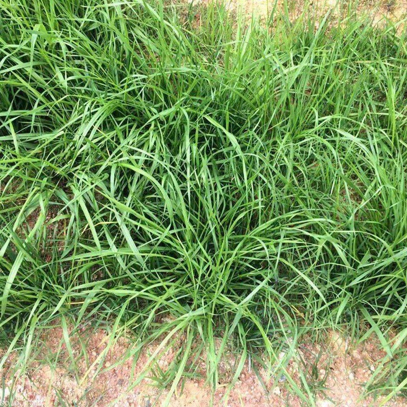 狗牙根和細葉結縷草兩者有什么區別