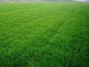 草坪如何才能美如畫，需要這幾個步驟