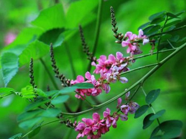 馬棘種子去哪買比較好？馬棘種子育苗方法有什么？