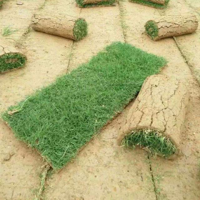 百慕大草坪經(jīng)濟價值以及播種管理技術(shù)