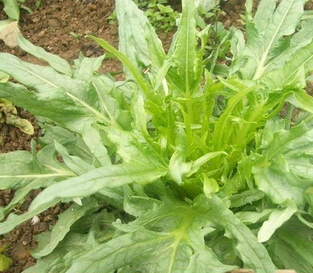 苦荬菜怎樣種植效果好？怎么種植可以高產量