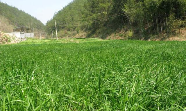 一次種植，多次收益的優質牧草——多年生黑麥草
