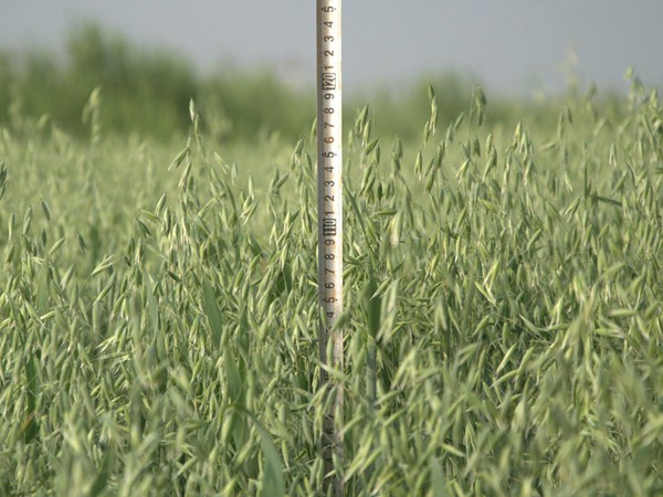 燕麥栽培技術以及播種方法