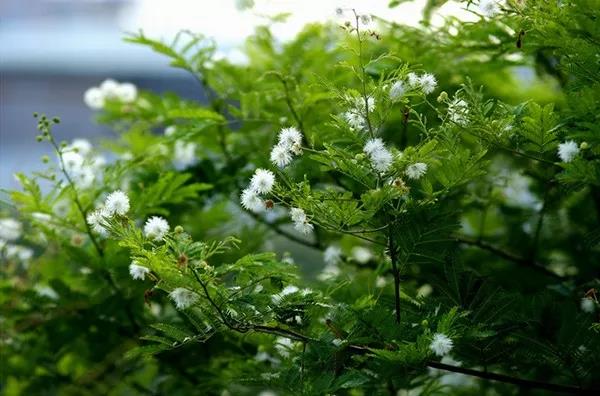 賞花——【銀合歡】主要價值