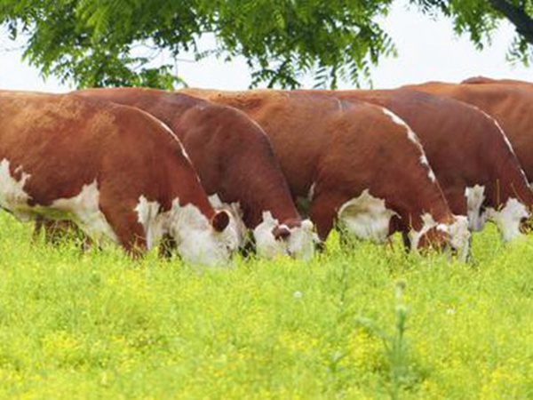 皇竹草養牛，種植皇竹草牧草一畝地可以養殖多少牛？