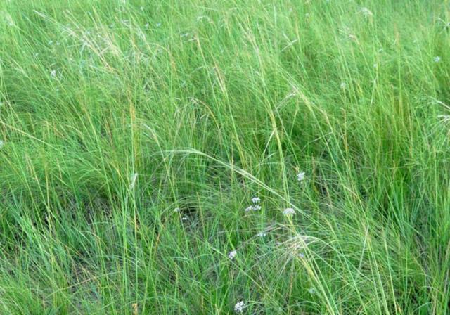 耐活堿草農作物，要知道它的生物特性，種植起來很簡單