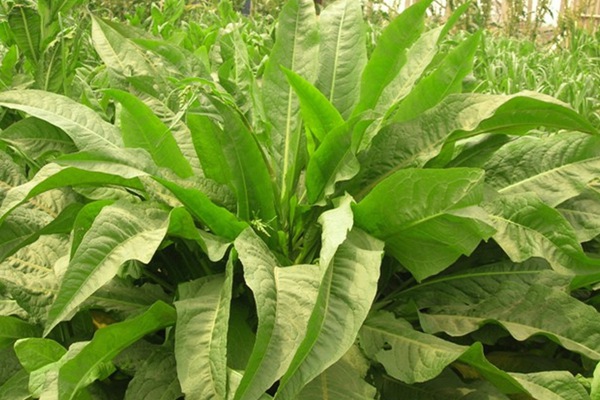 農戶養鴨菊苣種子價格多少錢一斤，菊苣草播種時間