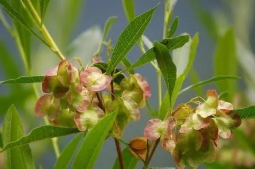 車桑子繁殖方式以及主要經(jīng)濟價值